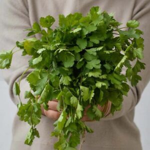 Organic Coriander / Hara Dhania