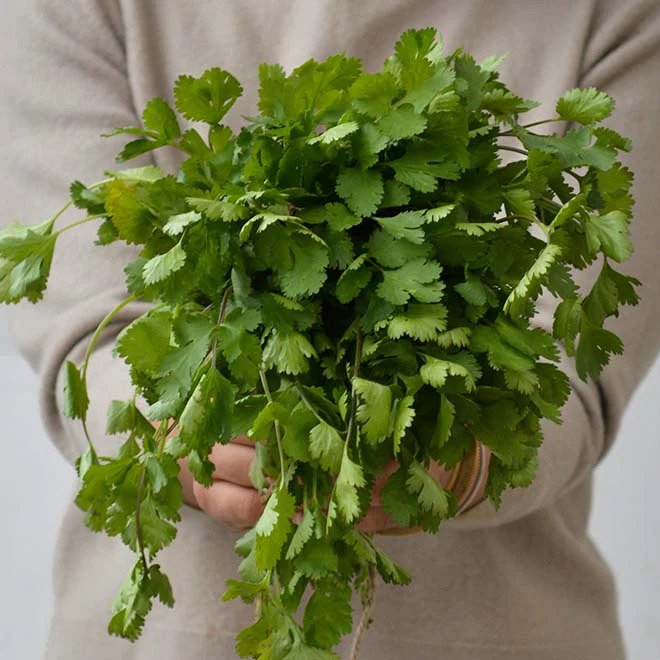 Organic Coriander / Hara Dhania